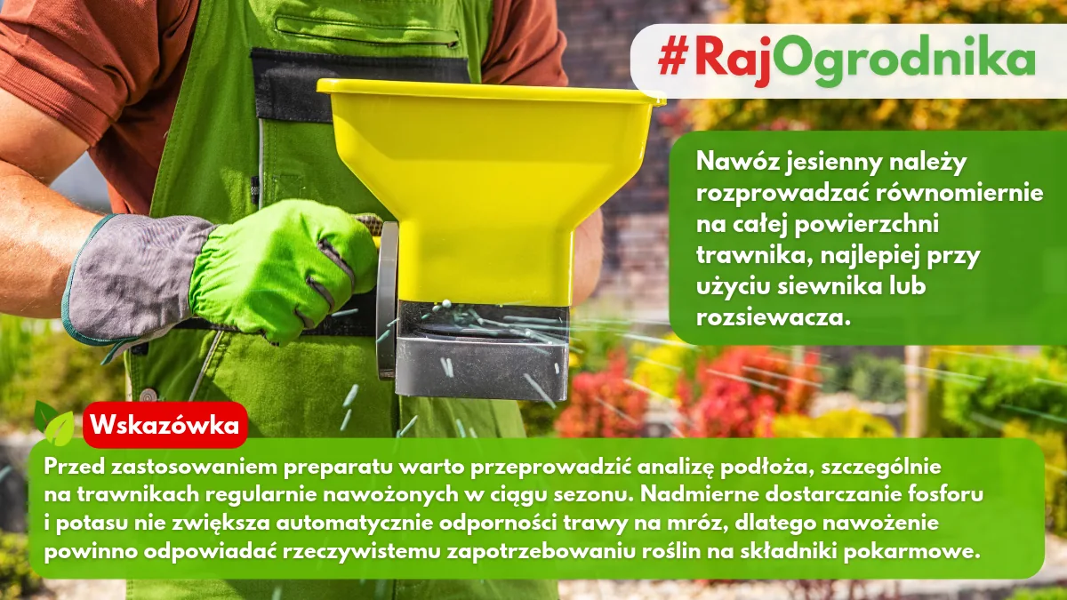 Nawożenie trawnika przed zimą blog sklep rajogrodnika